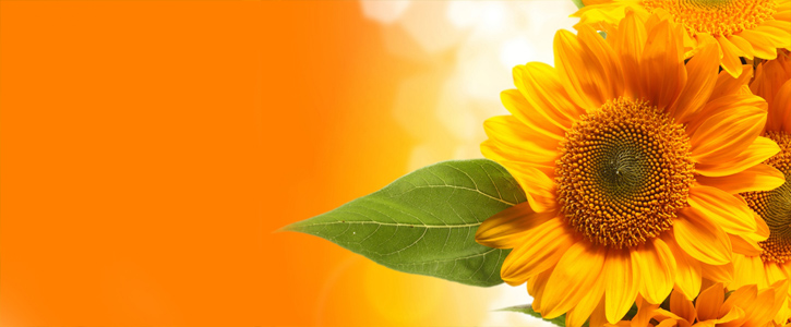 Sunflower Oil